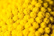Gold Yarrow 1