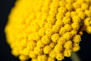 Gold Yarrow 2