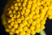 Gold Yarrow 3