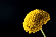 Gold Yarrow 4