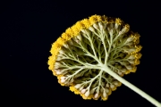 Gold Yarrow 5