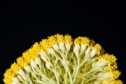 Gold Yarrow 6