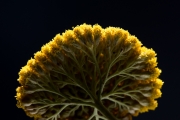 Gold Yarrow 7