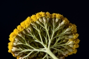 Gold Yarrow 8