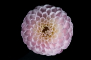 Dahlia 1