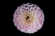 Dahlia 2