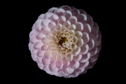 Dahlia 3