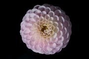 Dahlia 4