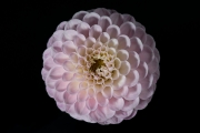 Dahlia 5