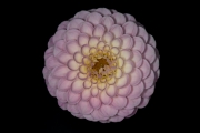 Dahlia 6