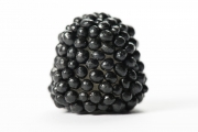 Berries 4
