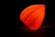 Chinese Lantern 1 (Interior)