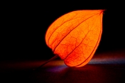Chinese Lantern 1 (Painterly 5)