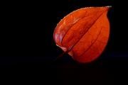 Chinese Lantern 2 (Interior 2)