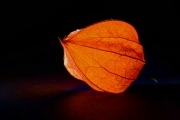 Chinese Lantern 3 (Painterly 5)