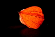 Chinese Lantern 3 (Surreal 2)