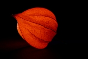 Chinese Lantern 4 (Interior 2)