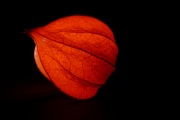 Chinese Lantern 4 (Natural)