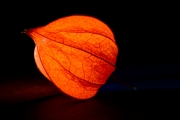 Chinese Lantern 4 (Painterly 5)