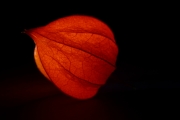 Chinese Lantern 4 (Soft 4)
