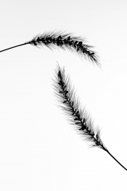 Ears 7