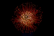Leucospermum 1