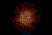 Leucospermum 2