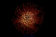 Leucospermum 4
