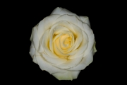 Rose 1