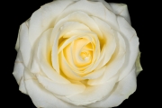 Rose 2