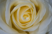 Rose 3