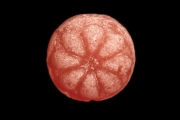 Candy 2