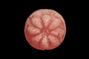 Candy 5