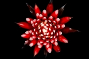 Bromeliad 1