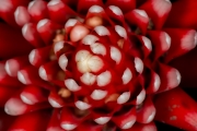 Bromeliad 2