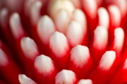 Bromeliad 3