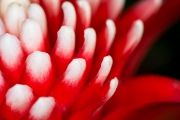 Bromeliad 4