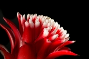Bromeliad 5