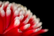 Bromeliad 6