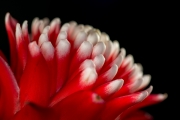 Bromeliad 7