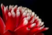 Bromeliad 8