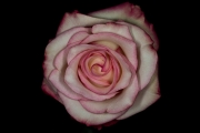 Rose 1