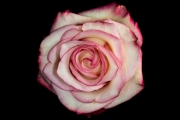 Rose 2