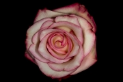 Rose 3