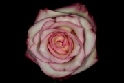 Rose 4