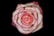 Rose 5