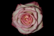 Rose 6