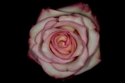 Rose 8