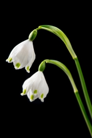 Spring Snowflakes 1
