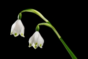 Spring Snowflakes 2